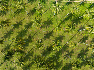 Aerial view Drone camera of Amazing row of coconut palm trees with shadow in Thailand Beautiful nature landscape background,Top view