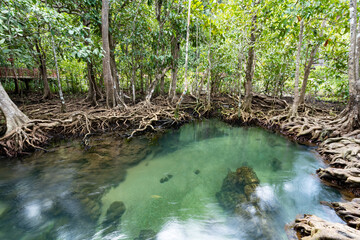 Obraz premium Tropical trees roots in swamp forest and crystal clear water stream canal at Tha Pom Klong Song Nam mangrove wetland Krabi Thailand Beautiful nature view