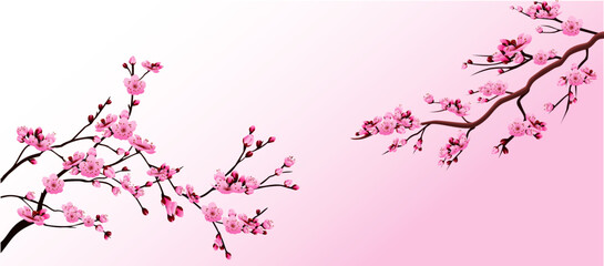 realistic sakura blooming flowers 

isolated