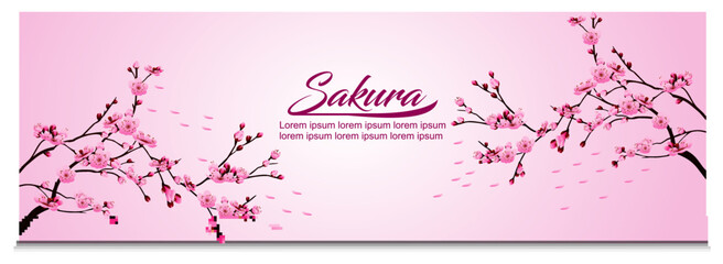 realistic sakura blooming flowers 

isolated