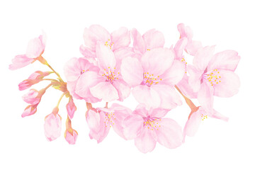 Fototapeta na wymiar 桜の花の水彩風イラスト