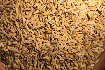 Paddy rice plant on background.
