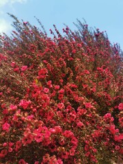 red bloom tree