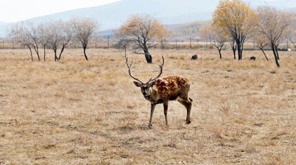 Sika deer on the grassland in autumn