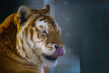 2022-12-14 A LARGE MALE SIBERIAN TIGER WITH A BEAUTIFUL EYE LICKING ITS NOSE AT THE COUGAR MONTAIN ZOO IN ISSAQUAH WASHINGTON