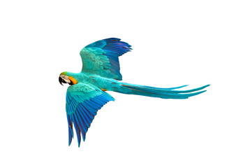 Colorful flying parrot isolated on transparent background.