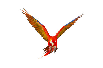 Colorful flying parrot isolated on transparent background.