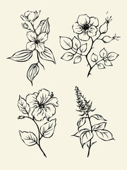 Hand drawn tea herbs set of outline monochrome drawings of mint, rosehip, hibiskus, jasmine.  © Anastasiia