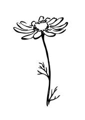 Obraz premium Daisy flower monochrome freehand line art botanical sketch.