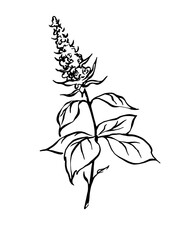 Hand drawn outline mint black and white vector herbal illustration