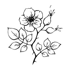 Fototapeta premium Rose hip flower and berries drawing, ink line art monochrome vector tea herb illustration