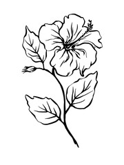 Hand drawn hibiscus flowers and leaves, freehand outline monochrome vector illustration. 