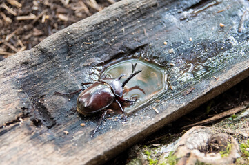 樹液を吸っているカブトムシ　The Japanese rhinoceros beetle sucking on sap