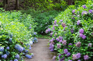 Fototapeta na wymiar 紫とブルーの紫陽花の小径 The path surrounded by beautiful Japanese blue and purple hydrangeas
