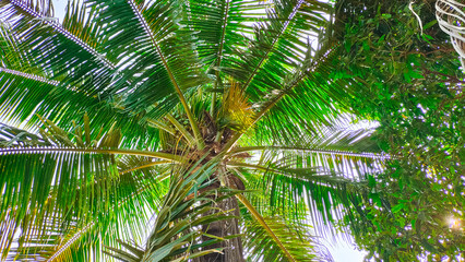 Fototapeta premium Coconut palm trees bottom view. Beautiful green coconut tree is started fruiting in winter, copy space