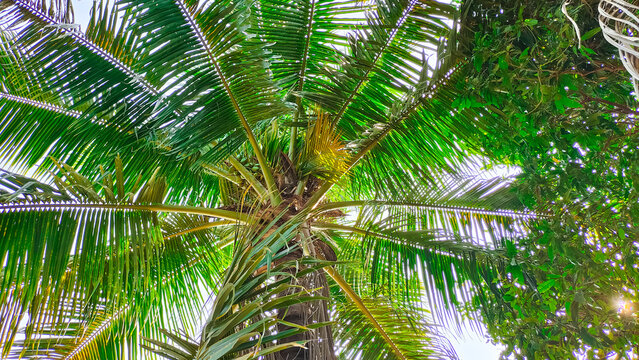 Coconut palm trees bottom view. Beautiful green coconut tree is started fruiting in winter, copy space
