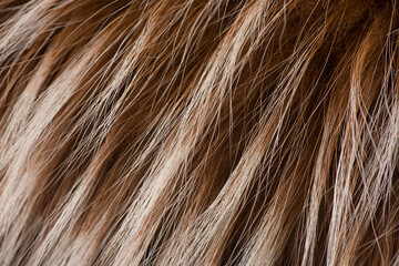 Texture of brown fur  hair. Natural animal fur texture as background.