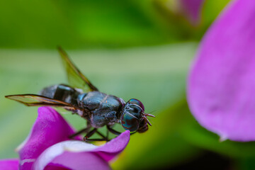 the close-up of a horsefly on a pink violet flower petals