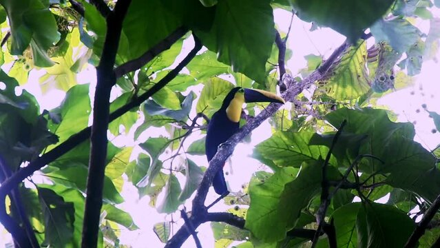 Strange unique yellow and black parrot tucan in a tree in front of the camera in the jungle of Costa Rica in a still shot on a beautiful rainy day with loads of jungle trees leaves sun etc