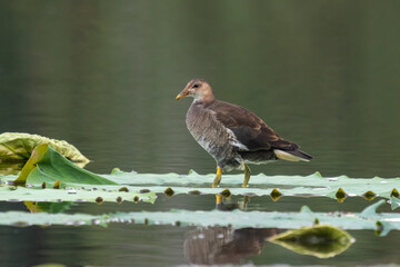 Close-up of a sitting / standing common moorhen with green backgorund