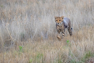 Cheetah Cub Walking through Grass on the Savannah