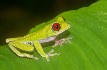 Obraz premium Red-eyed tree frog (Agalychnis callidryas) singing in the night, Costa Rica 