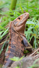 Black spiny-tailed iguana (Ctenosaura similis) at Corcovado National Park, Costa Rica