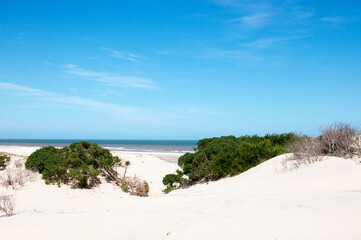 sand dunes on the beach