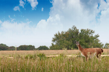 Guanaco loose in field with blue sky and clouds in background