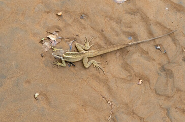 Brown or Striped Basilisk (Basiliscus vittatus), Rio Tarcoles, Costa Rica