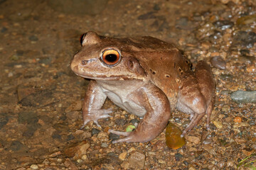 Smoky jungle frog ( Leptodactylus pentadactylus)