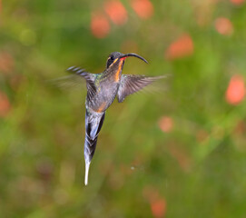The green hermit (Phaethornis guy) in flight