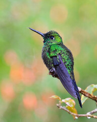 The green-crowned brilliant (Heliodoxa jacula)