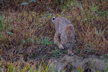 alert bobcat in search of food