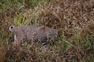 Oregon bobcat on the prowl