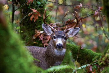 blacktail buck in dense Oregon brush