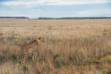 Cheetah Mother Surveilling the Savannah near Dawn