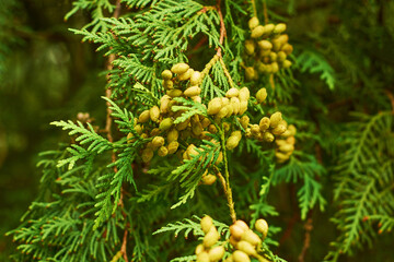 Western thuja green twig and cones. Marsh cedar plant texture background. Thuja occidentalis.