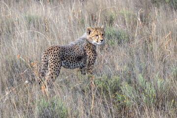 Cheetah Cub Standing in the Grass on the Savannah