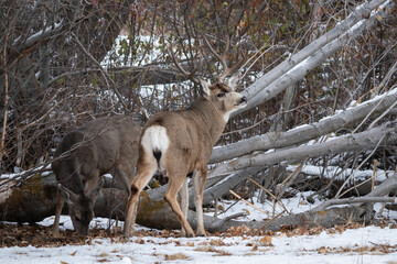 mule deer buck guarding a doe