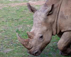 rhino in the sun