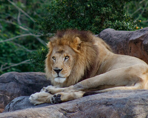 lion resting