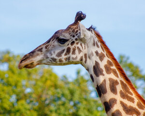 close up of giraffe