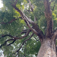 Fototapeta premium old oak tree