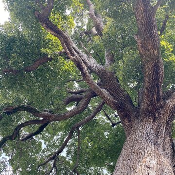 old oak tree