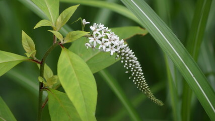 植物