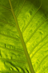 Closeup of a Backlighted Hawaiian Taro Leaf in Waikiki.