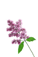 Lilac branches on a white background
