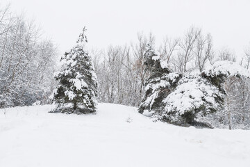 Coniferous trees leaning from the snow

