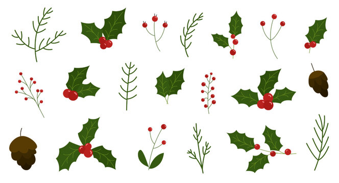 Holly berry leaves. Vector illustration for winter. Floral branch red xmas winter decoration.